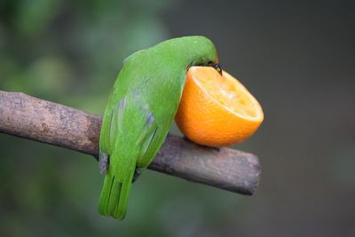 Close-up of bird eating fruit