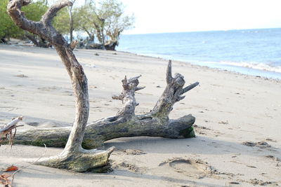 Driftwood on beach
