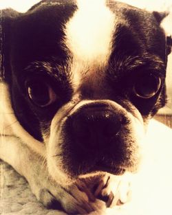 Close-up portrait of a dog