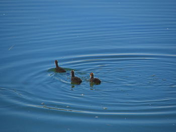 Ducks swimming in lake