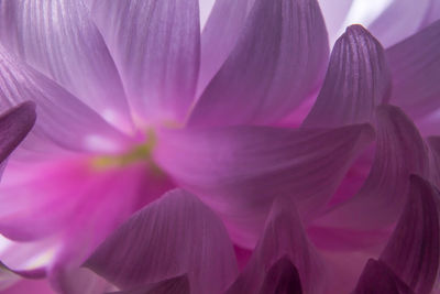 Close-up of flower blooming outdoors