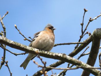 Low angle view of bird perching on tree