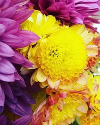 Close-up of yellow flower