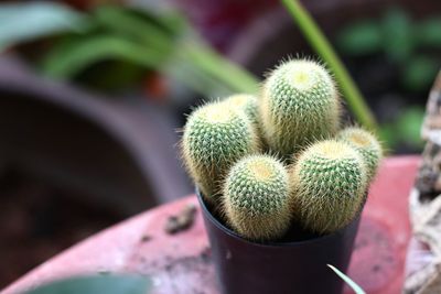 High angle view of succulent plant in pot