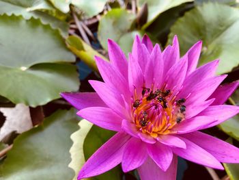 Close-up of insect pollinating pink flower