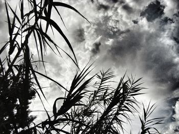 Low angle view of plants against cloudy sky