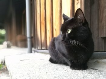 Close-up of black cat sitting outdoors