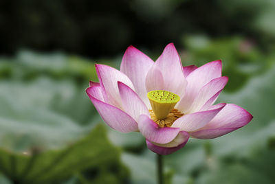 Close-up of pink water lily