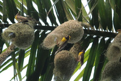 Close-up of bird perching on a plant