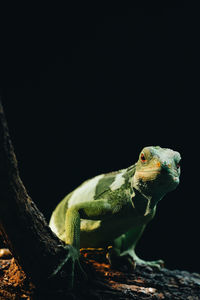 Close-up of lizard on tree