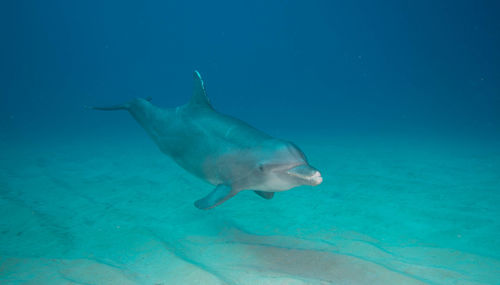 Bottle-nosed dolphin swimming in sea