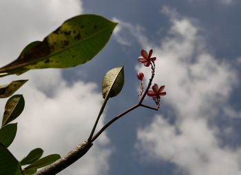 Low angle view of flowering plant against sky