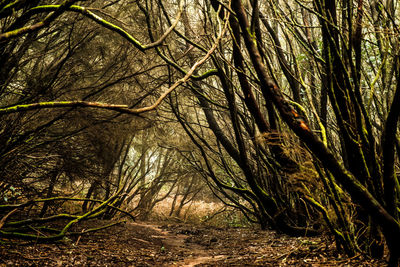 View of trees in forest