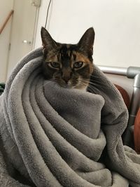 Portrait of a cat looking away