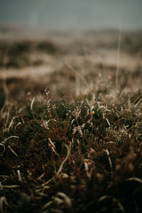 Close-up of plants growing on field