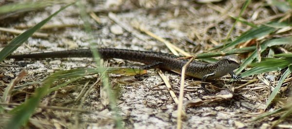 Close-up of lizard on grass