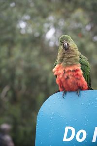 Close-up of parrot perching on metal