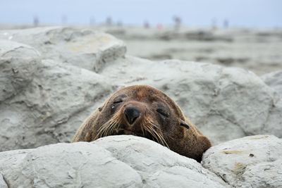 Close-up of sea lion on rock at beach