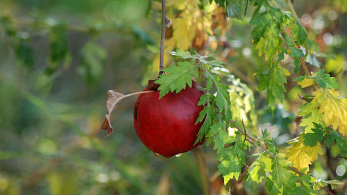 Close-up of strawberry hanging on tree