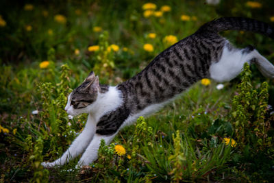 Close-up of cat