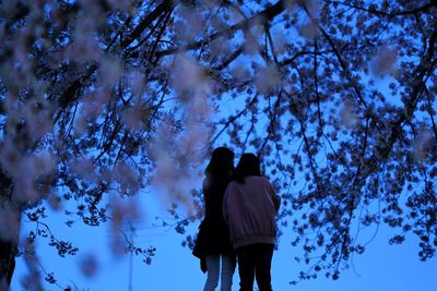 Low angle view of woman standing on cherry blossom tree