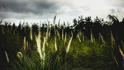 Scenic view of field against cloudy sky