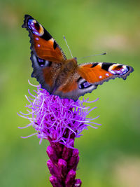 Close-up of butterfly pollinating on pink flower