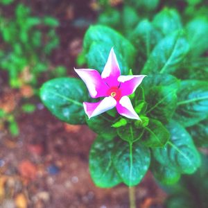 Close-up of purple flowering plant