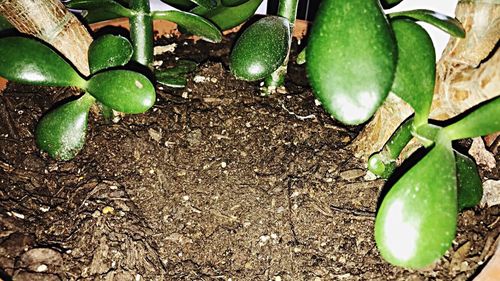 Close-up of fruits on water