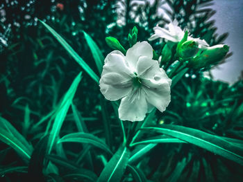 Close-up of white flowering plant