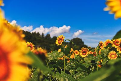 Close-up of yellow flowering plants against sky