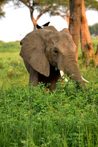 Huge elephant male in murchison falls national park, uganda.