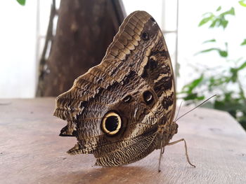 Close-up of butterfly