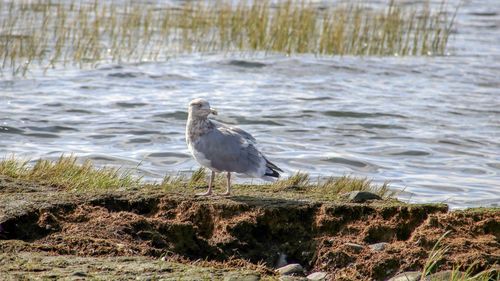 Bird perching on a shore