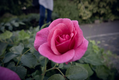 Close-up of pink rose