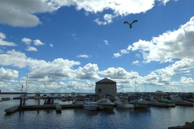 Birds flying over sea against sky