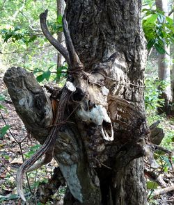 Close-up of tree trunk in forest