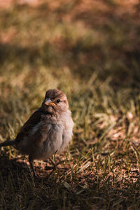 Bird perching on a field