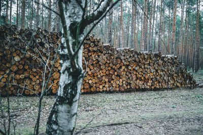 View of logs in forest
