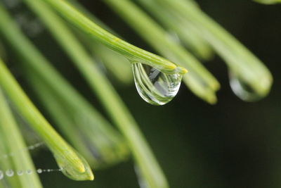 Close-up of insect on leaf