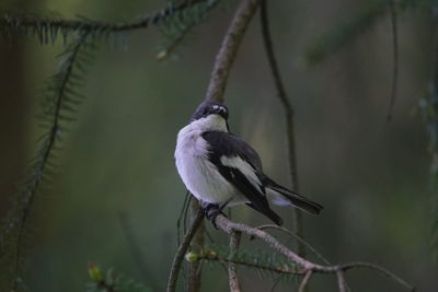 Close-up of bird perching on plant