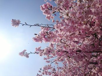 Low angle view of cherry blossom tree