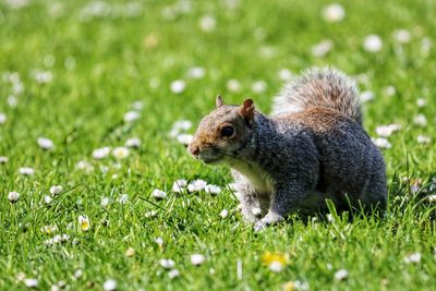 Squirrel on a field