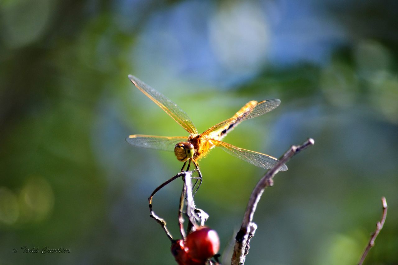 Golden dragonfly