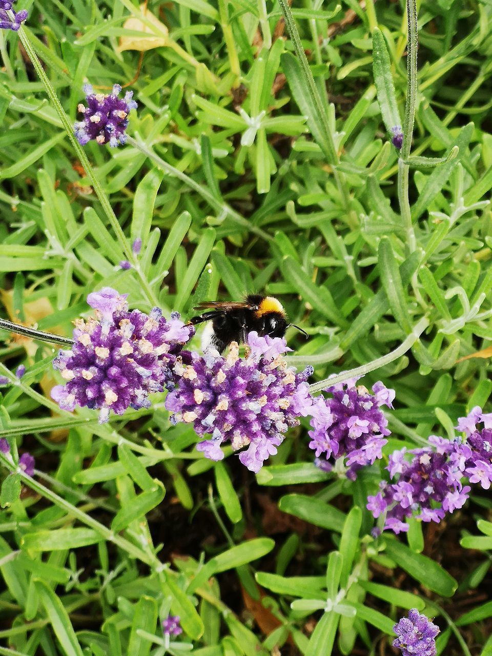 HONEY BEE POLLINATING ON PURPLE FLOWER