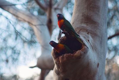 Low angle view of bird perching on tree