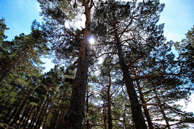 Low angle view of trees in forest against sky