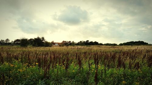 Scenic view of field against sky