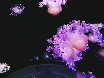 Close-up of purple flowers in aquarium