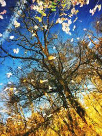 Low angle view of tree against sky